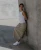 XT-WHISPER White TatraStore 2.webp